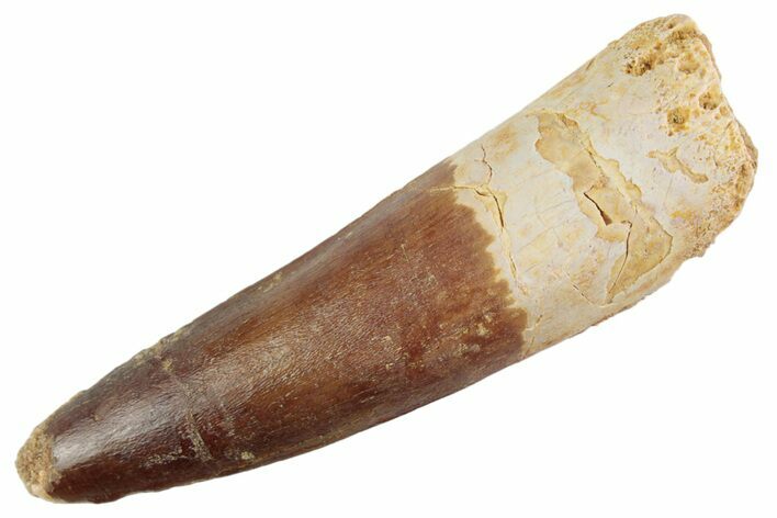 Fossil Spinosaurus Tooth - Feeding Worn Tooth #368081